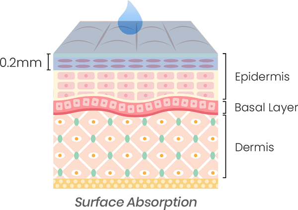 Regular Skincare - Surface Absorption